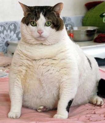 Gros chat sans nom 15 KG China