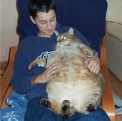 Gros chat Sassy 18 kg Canada