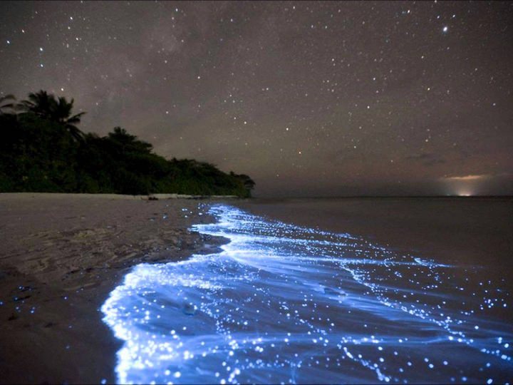 La mer d’étoile sur l’île de Vaadhoo (Maldives)