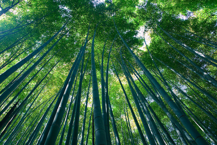La forêt de bambou de Kyoto (Japon)