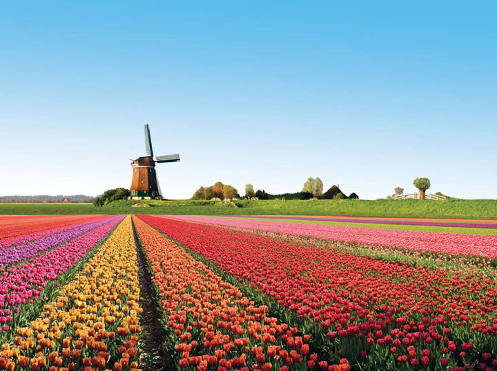 Les champs de tulipes en fleur (Hollande)