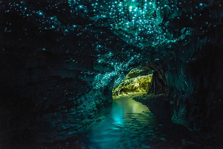 Les vers luisants des grottes (Nouvelle-Zélande)