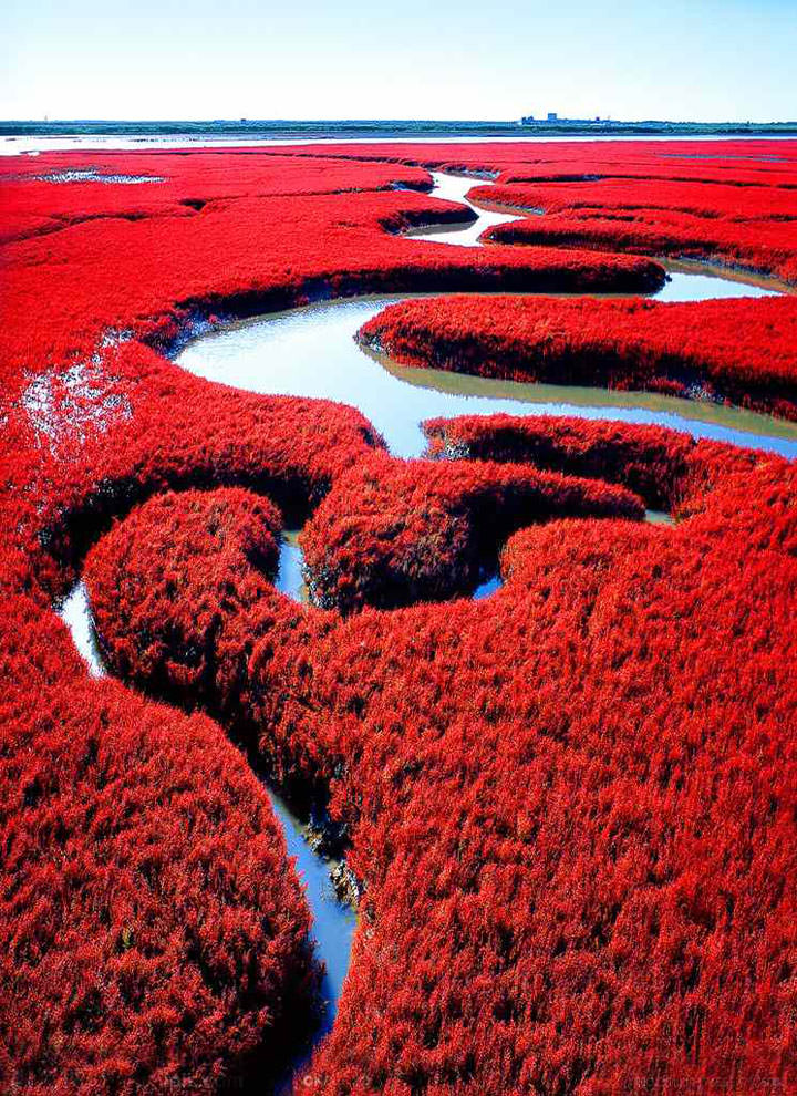 La plage rouge de Panjin (Chine)