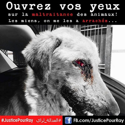 Le Maroc se mobilise pour Ray, le chien torturé 3