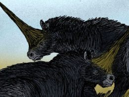 La vraie licorne