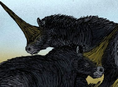La vraie licorne
