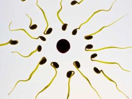 L’ovulation rendrait les femmes encore plus irrésistibles