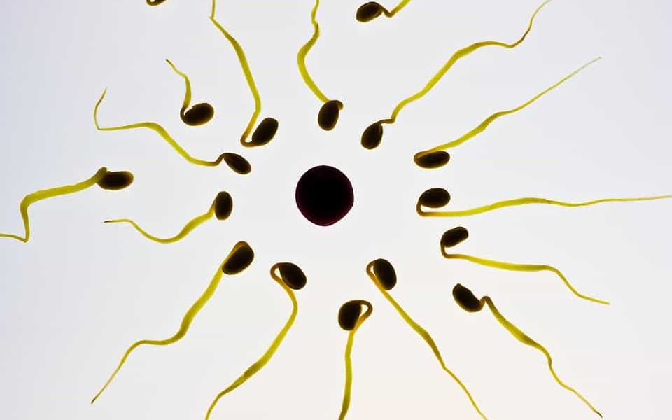 L’ovulation rendrait les femmes encore plus irrésistibles