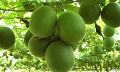 Le Luo Han Guo, ou Monk Fruit, fait son apparition en tant qu’édulcorant naturel