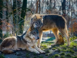 Attaque de loups au zoo de Thoiry