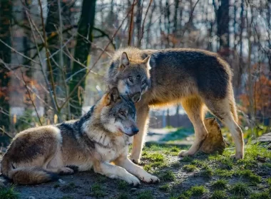 Attaque de loups au zoo de Thoiry